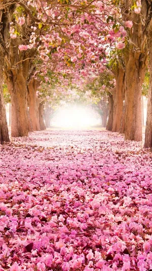 A Beautiful Pink Cherry Blossom In Bloom Wallpaper