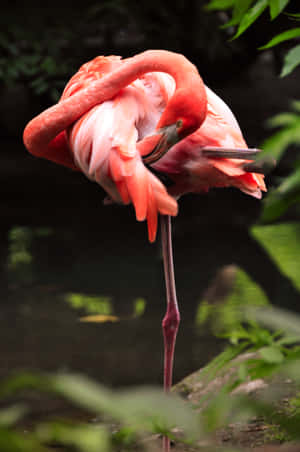 A Beautiful Pink Flamingo Against A Bright Blue Sky Wallpaper