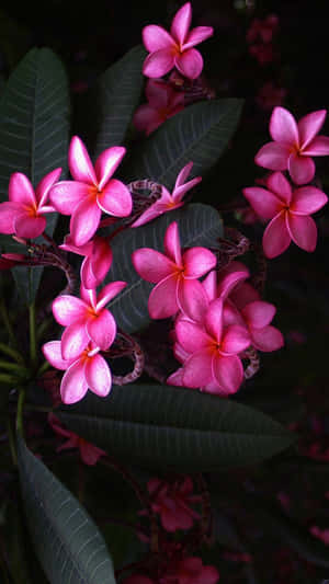 A Beautiful Pink Flower Rests Atop A Sleek Mobile Phone Wallpaper