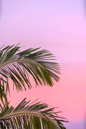 A Beautiful Pink Summer Day Wallpaper