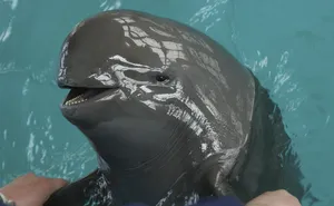 A Beautiful Porpoise Swimming Underwater Wallpaper