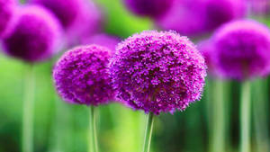 A Beautiful Purple Flower In Full Bloom Wallpaper