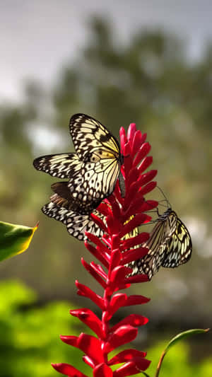 A Beautiful Red Butterfly Flying In The Sky Wallpaper