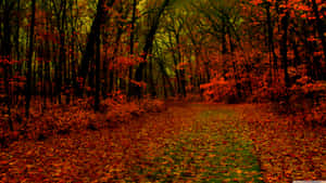 A Beautiful Red Forest With Vibrant Colors. Wallpaper