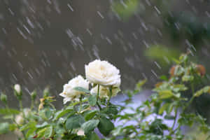 A Beautiful Red Rose Amidst Raindrops Wallpaper