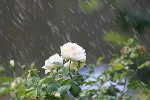 A Beautiful Red Rose Amidst Raindrops Wallpaper