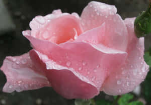 A Beautiful Rose In Rain Wallpaper