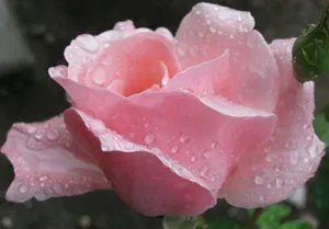 A Beautiful Rose In Rain Wallpaper