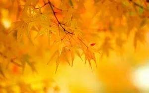 A Beautiful Scene Of Yellow Leaves On Trees During Autumn Wallpaper