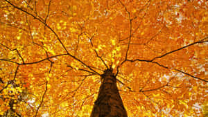 A Beautiful Shot Of Fall Foliage In Its Full Glory Wallpaper