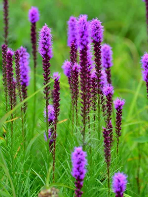 A Beautiful Sky Filled With White And Grey Clouds Against A Bright Blue Backdrop. Wallpaper