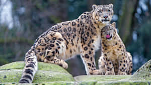 A Beautiful Snow Leopard Perched Atop A Rocky Outcrop. Wallpaper