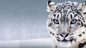 A Beautiful Snow Leopard Standing Atop A Precipice Wallpaper