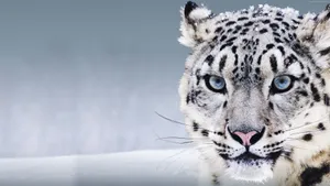 A Beautiful Snow Leopard Standing Atop A Precipice Wallpaper