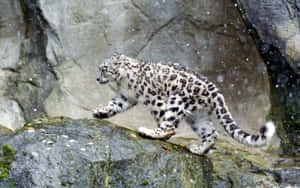 A Beautiful Snow Leopard Stares Into The Distance Wallpaper