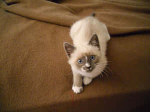 A Beautiful Snowshoe Cat With Striking Blue Eyes Sitting Gracefully On The Floor. Wallpaper