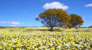 A Beautiful Spring Day With Blooming Flowers And Blue Skies Wallpaper