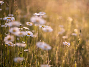 A Beautiful Summer Meadow With Wild Flowers Wallpaper