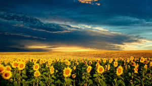 A Beautiful Sunflower Radiates Sunshine And Joy Wallpaper