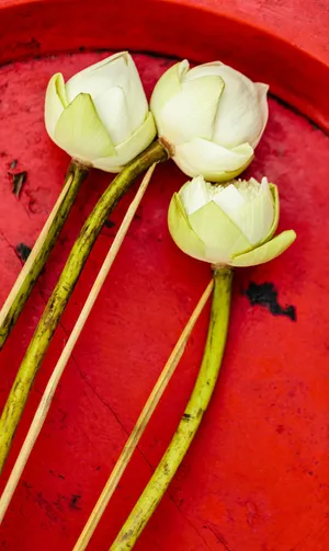 A Beautiful Sunrise Lightens Up The Sky Wallpaper