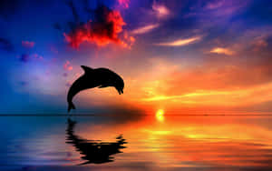 A Beautiful Sunset Reflecting Off Of The Ocean Water With A Curious Dolphin In The Foreground. Wallpaper