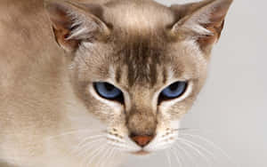 A Beautiful Tonkinese Cat Lounging On A Sofa Wallpaper