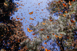 A Beautiful View Of Butterfly Migration In Nature Wallpaper