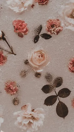 A Beautiful Vintage Pink Rose Wallpaper
