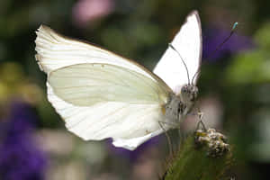 A Beautiful White Butterfly Fluttering Amongst Daisy Flowers Wallpaper