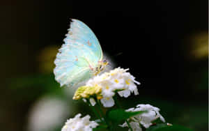 A Beautiful White Butterfly Peacefully Perched On A Leaf. Wallpaper