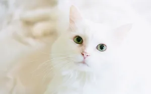 A Beautiful White Turkish Angora Cat Relaxing Wallpaper