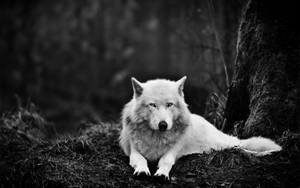 A Beautiful White Wolf Standing In The Snow Wallpaper