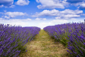 A Beautiful Wildflower Meadow Blooms In The Distance. Wallpaper