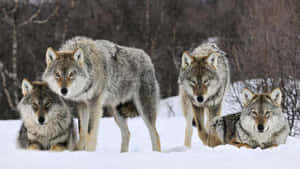 A Beautiful Wolf Pack In Their Natural Habitat Wallpaper