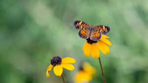 A Beautiful Yellow Butterfly Enjoys A Moment In Nature. Wallpaper