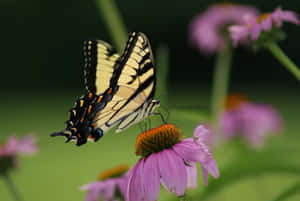 A Beautiful Yellow Butterfly Fluttering Against A Light Background. Wallpaper