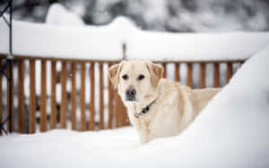 A Beautiful Yellow Labrador Relaxing Outdoors Wallpaper