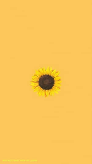 A Beautiful Yellow Sunflower On A Vibrant Blue Sky Background. Wallpaper