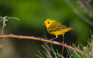 A Beautiful Yellow Warbler Perching On A Branch Wallpaper