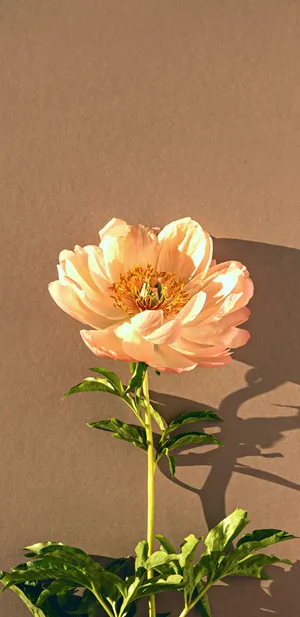 A Beautifully Radiant Blue Sky During The Day Wallpaper