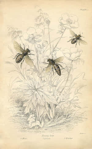 A Bee Buzzing Around A Field Of Vintage Flowers Wallpaper