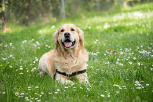 A Beige Puppy Feeling Content On A Lush Grassy Field. Wallpaper