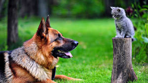 A Big Dog Seemingly Looking Adoringly At A Kitten Wallpaper