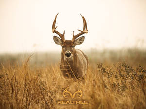 A Big White-tail Deer Caught On Camera Wallpaper