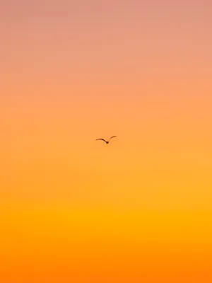 A Bird Flying In The Sky At Sunset Wallpaper