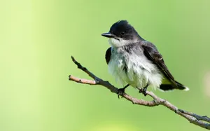 A Bird Watching The Horizon Wallpaper