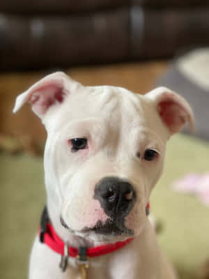 A Black American Pit Bull Terrier Puppy Playing In The Park Wallpaper