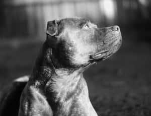 A Black And White Photo Of A Dog Sitting In The Grass Wallpaper