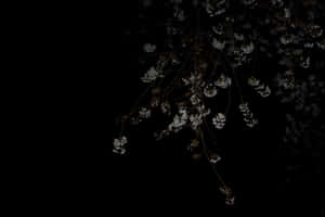 A Black Background With White Flowers Wallpaper