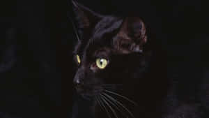 A Black Cat With Green Eyes Is Looking At The Camera Wallpaper